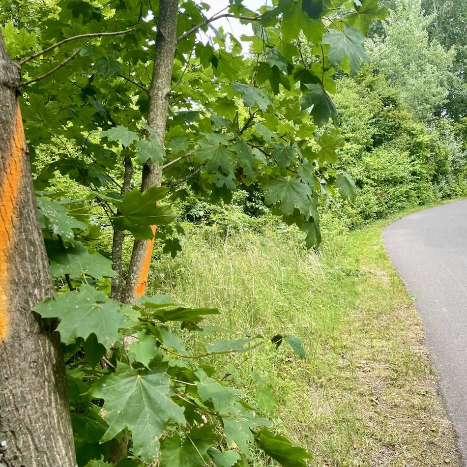 Auf Wermelskirchener Stadtgebiet: Baumfällungen auf der Balkantrasse starten