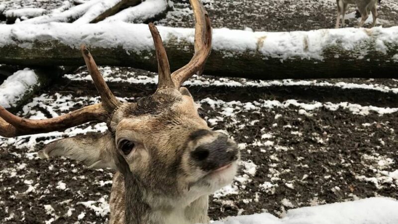Gehege im Selikumer Park in Neuss: Steht wieder ein Abschuss des Damwilds bevor?