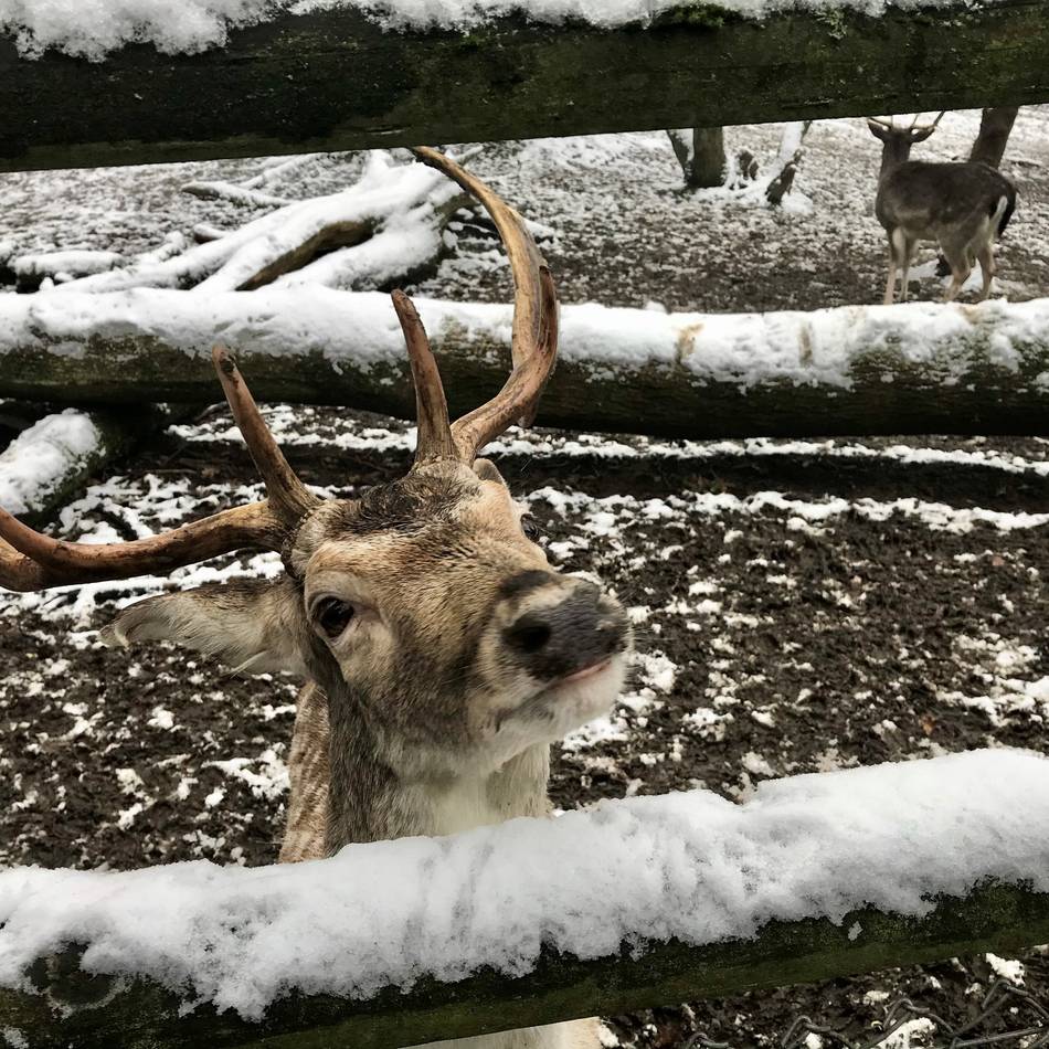 Gehege im Selikumer Park in Neuss: Steht wieder ein Abschuss des Damwilds bevor?