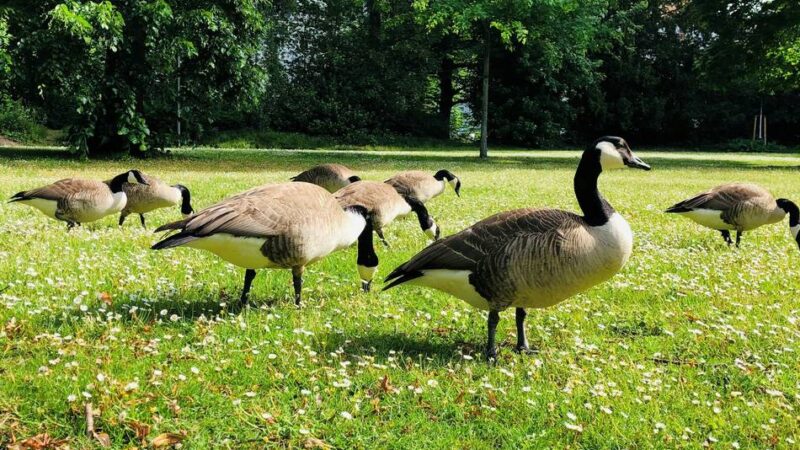 Einsatz mit Trommeln, Tröten und Töpfen: „Die fressen alles weg“ – Laga in Neuss schlägt Gänse-Alarm