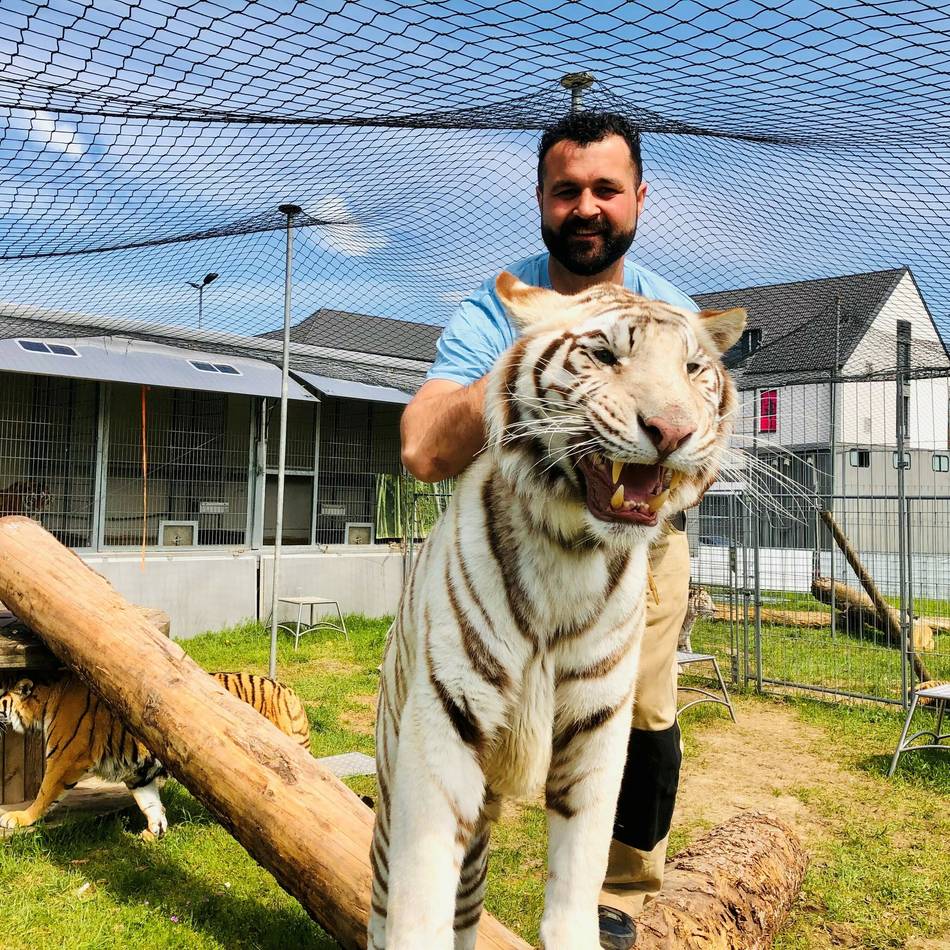 Betreiber haben Streichelzoo: Tierschützer kritisieren Tigerzucht in Kerken