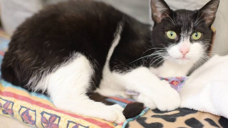 „Tier der Woche“ in Wermelskirchen: „Galadriel“ – die ungestüme Katzenkönigin