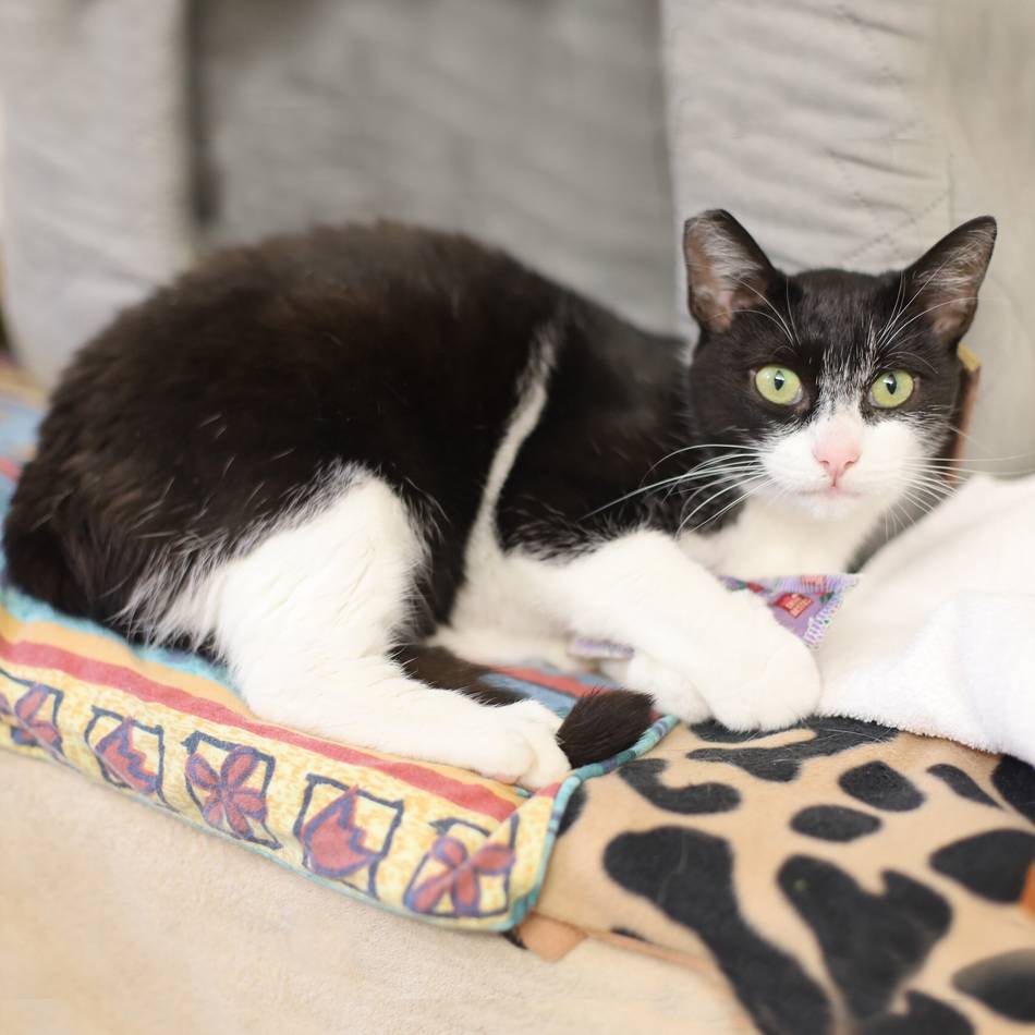 „Tier der Woche“ in Wermelskirchen: „Galadriel“ – die ungestüme Katzenkönigin