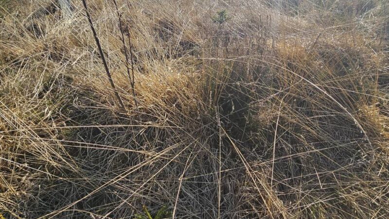 Klimawandel in Radevormwald: CDU beantragt kommunalen Hitzeaktionsplan