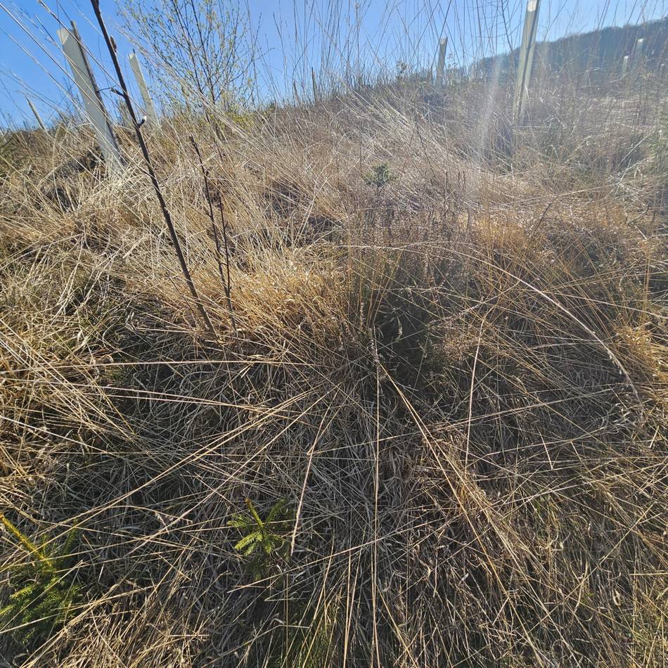 Klimawandel in Radevormwald: CDU beantragt kommunalen Hitzeaktionsplan