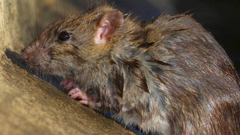 Rattenbekämpfung in Neuss: „Es wäre unverantwortlich, sich dieser Zahl nicht zu stellen“