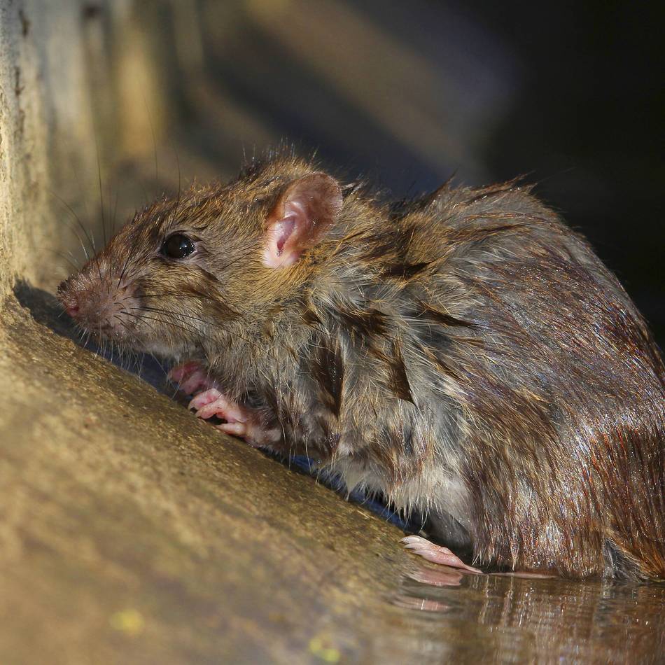 Rattenbekämpfung in Neuss: „Es wäre unverantwortlich, sich dieser Zahl nicht zu stellen“