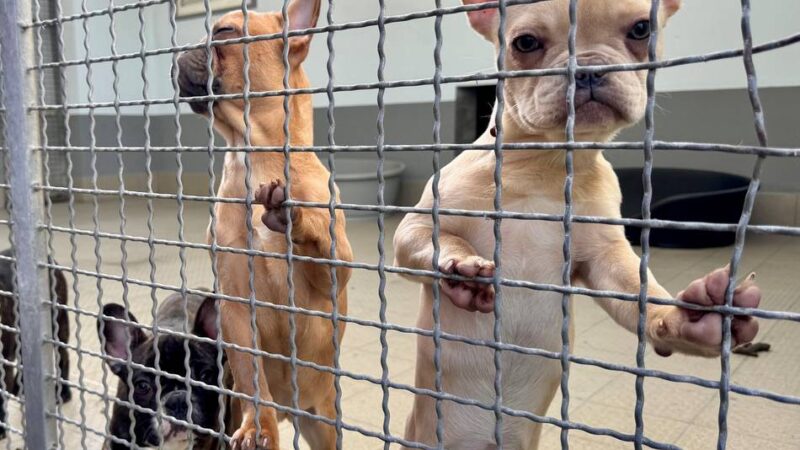 Bauprojekt im Tierheim Bettikum abgeschlossen: Neuss hat endlich ein neues Hundehaus