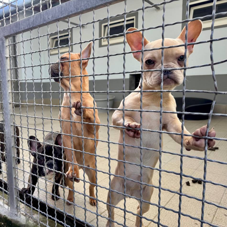 Bauprojekt im Tierheim Bettikum abgeschlossen: Neuss hat endlich ein neues Hundehaus