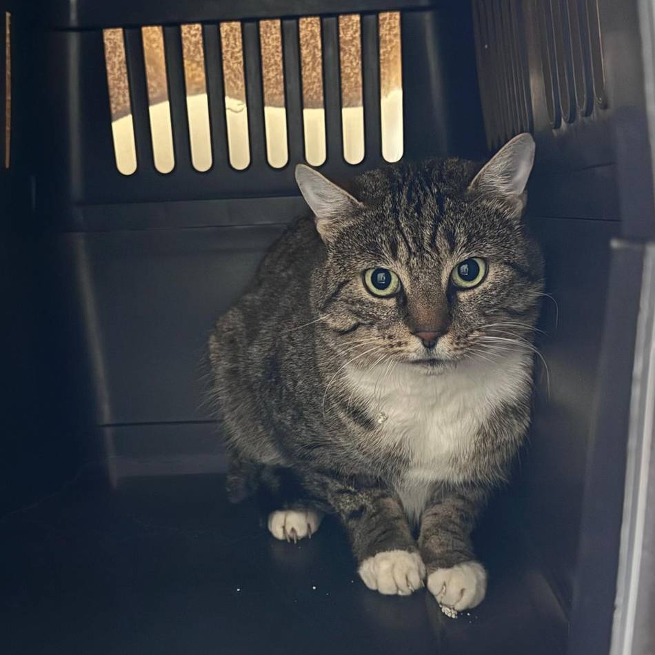 Tier der Woche aus Hilden: Ein Kater mit Freiheitsdrang