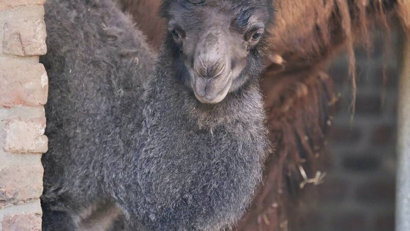 Ist der süß!: Nachwuchs im Zoo: Ein Trampeltier namens George