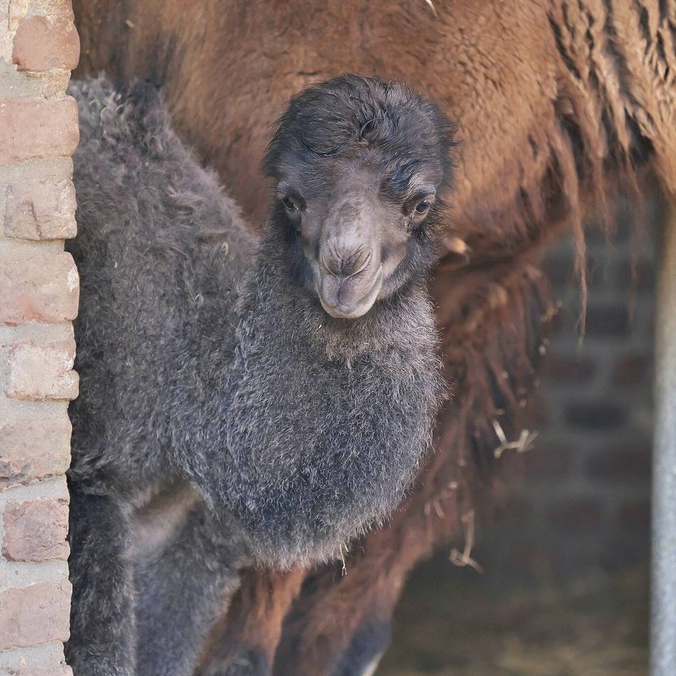Ist der süß!: Nachwuchs im Zoo: Ein Trampeltier namens George