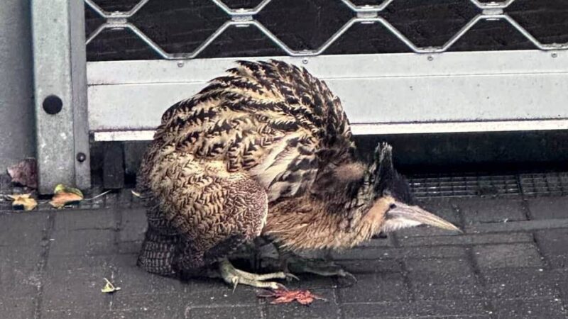 Tierischer Einsatz mit Happy End: Verirrter Vogel attackiert seine Retter