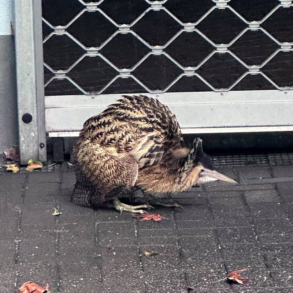 Tierischer Einsatz mit Happy End: Verirrter Vogel attackiert seine Retter