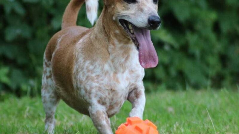 Tier der Woche: Jacky – ein Terrier für ein aktives Hundeleben