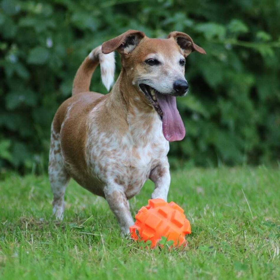 Tier der Woche: Jacky – ein Terrier für ein aktives Hundeleben