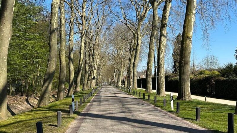 Für Baumpflege an Platanen: Wasserburgallee in Kleve wird zeitweise gesperrt