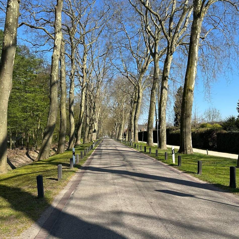 Für Baumpflege an Platanen: Wasserburgallee in Kleve wird zeitweise gesperrt