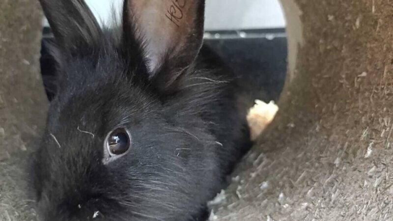 Tier der Woche aus Hilden: Kaninchen Flocke sucht geduldige Menschen