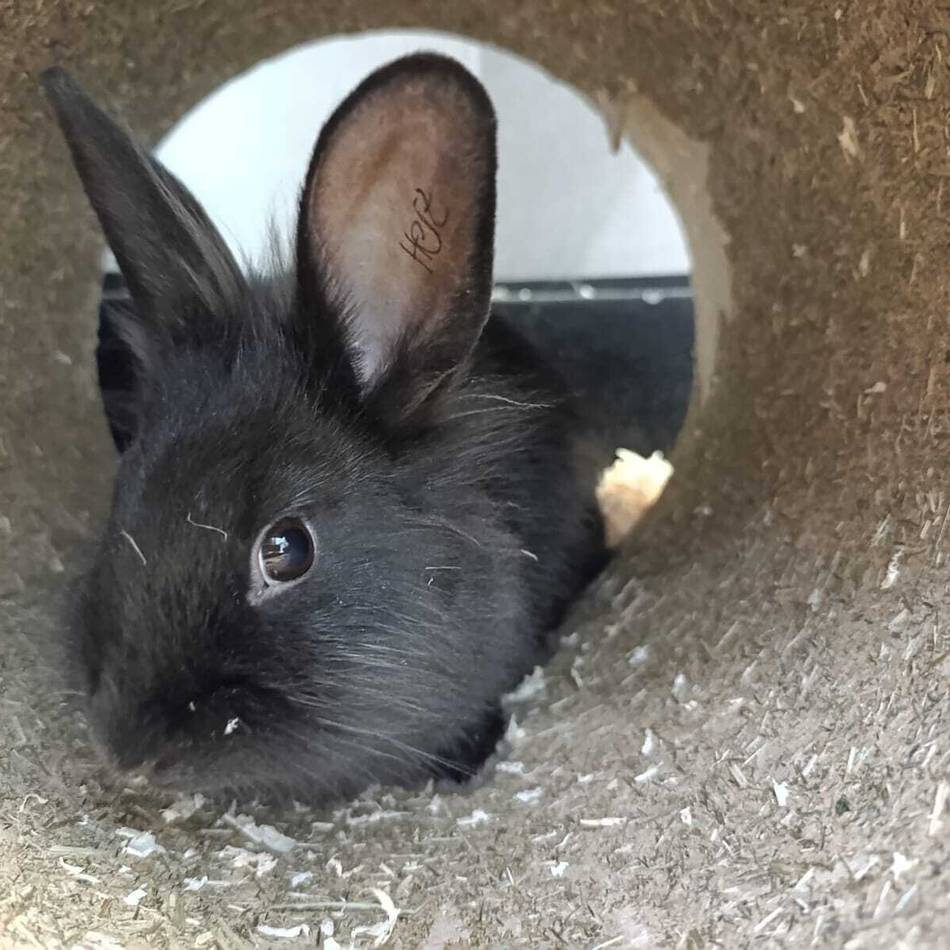 Tier der Woche aus Hilden: Kaninchen Flocke sucht geduldige Menschen