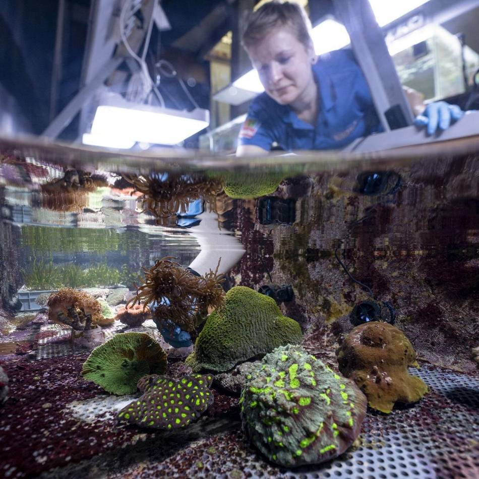Zarte Tiere auf großer Reise: Ehe „chemische Kriege“ ausbrechen – Korallen ziehen von Arnheim nach Duisburg um