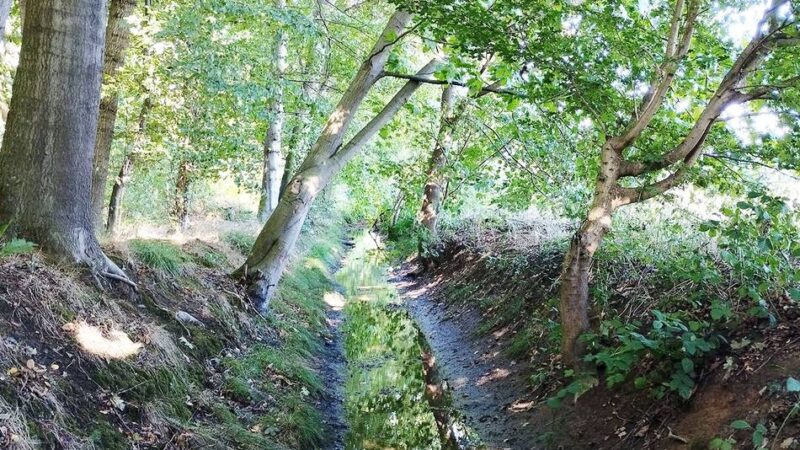 Gewässerunterhaltung in Langenfeld: Reusrather Bach wird auf 200 Metern renaturiert