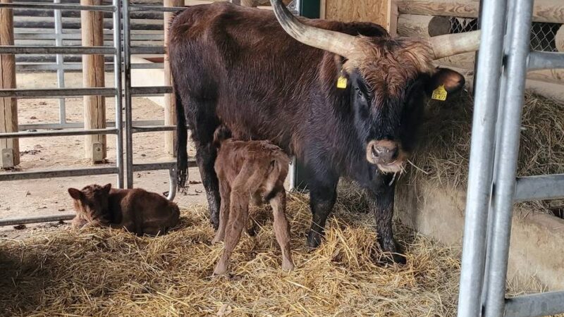 Zwei Bullenkälbchen hielten im Neandertal die Hegemeister auf Trab: Seltene Zwillingsgeburt im Eiszeitlichen Wildgehege
