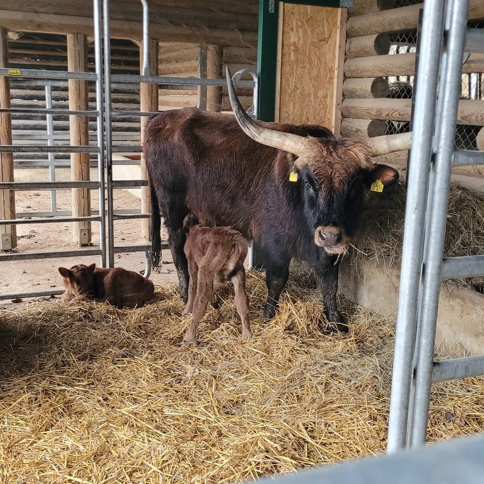 Zwei Bullenkälbchen hielten im Neandertal die Hegemeister auf Trab: Seltene Zwillingsgeburt im Eiszeitlichen Wildgehege