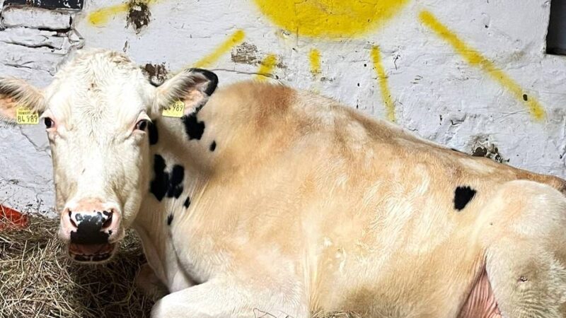 Neue Erkenntnisse: Schwalmtaler Kühe wurden geschlachtet