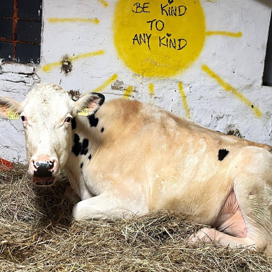 Neue Erkenntnisse: Schwalmtaler Kühe wurden geschlachtet