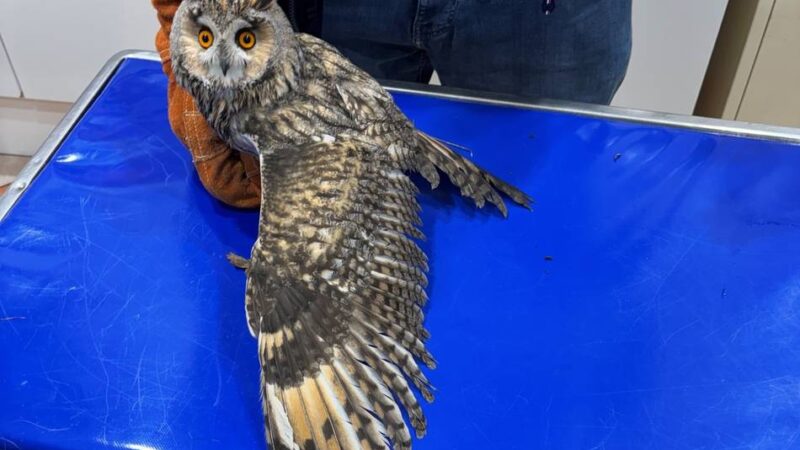 Gebrochener Flügel in Dormagen: Feuerwehr rettet Waldohreule in Not