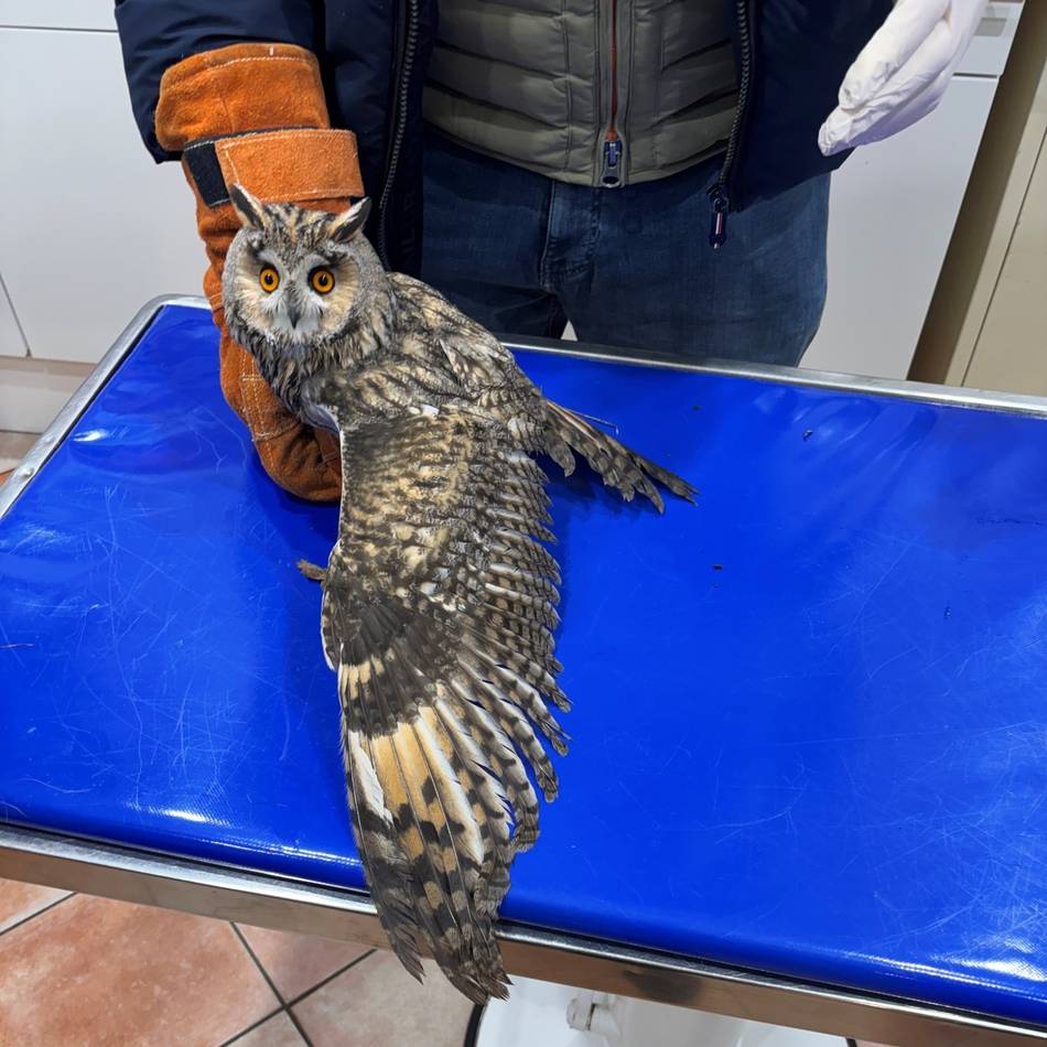 Gebrochener Flügel in Dormagen: Feuerwehr rettet Waldohreule in Not