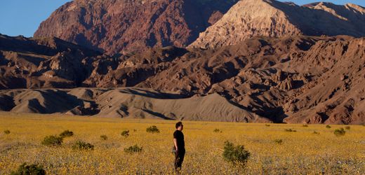 Death Valley in Kalifornien: Außergewöhnliche Blüte im Tal des Todes