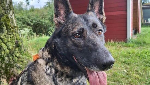 Maxis trauriges Schicksal: Nach Frauchens Tod wieder zurück im Tierheim Velbert