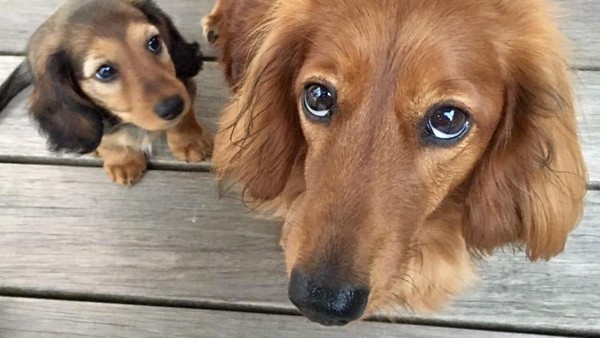 So viel Hundesteuer erheben Velbert und Heiligenhaus: Wird es bald noch teurer?