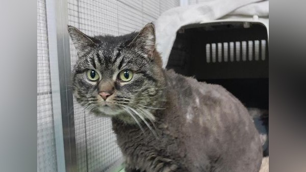 Verfilzt und übergewichtig ins Tierheim: Katze Mila sucht liebevolles Zuhause