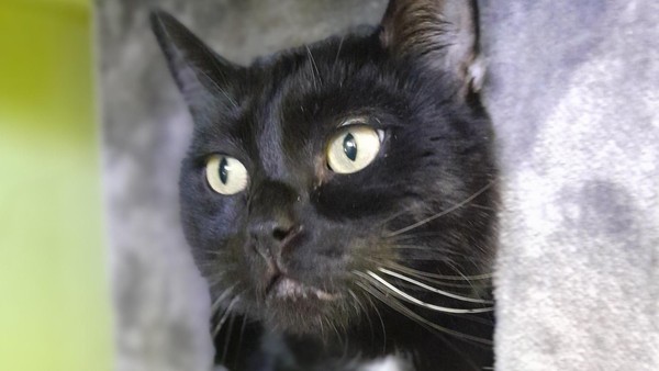 Schwarzer Kater Mika aus dem Tierheim Velbert sucht geduldige Tierfreunde