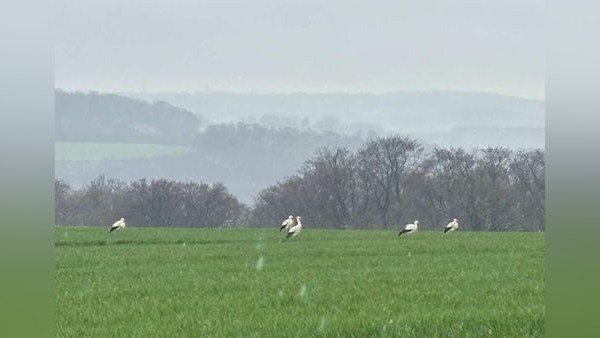 Besonderes Naturschauspiel: Störche machen auf ihrer Reise Rast in Velbert