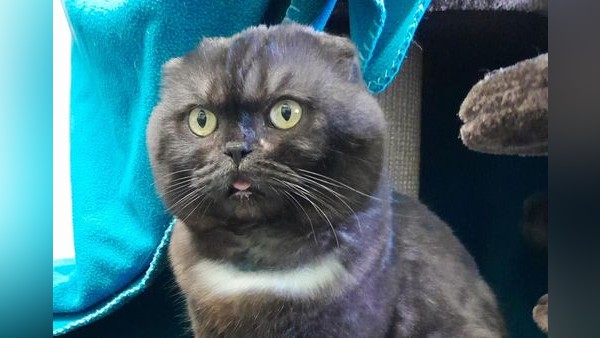 Einfach in der Wohnung zurückgelassen: Kater Barney hofft auf einen Neuanfang