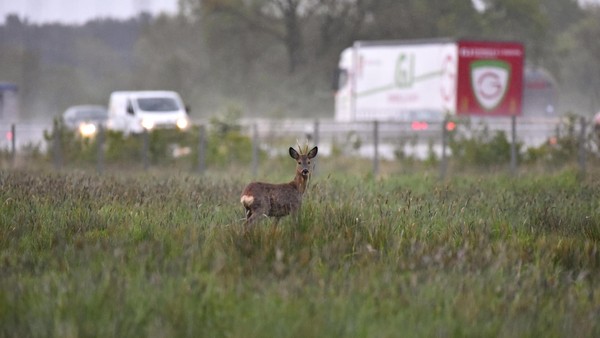Mehr als 250 Rehe starben im vergangenen Jahr auf den Straßen in der Region
