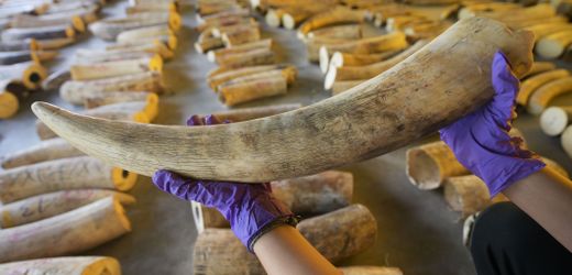 Sumatra in Indonesien: 15 mutmaßliche Elefanten-Wilderer festgenommen