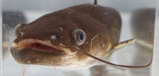 Überleben in der Tierwelt: Und dann wanderte der Käfer wieder aus dem Po