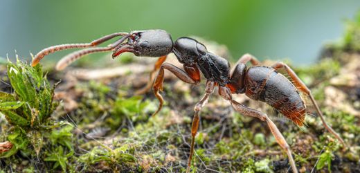 Deutschland: Erstmals Asiatische Nadelameise in Deutschland nachgewiesen