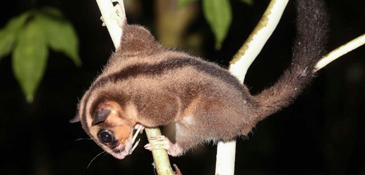 Neuguinea: Verschollen geglaubte Beuteltiere auf Vogelkop-Halbinsel entdeckt