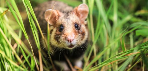 China: Lebende Hamster als Preise in Greifautomat empören Chinesen