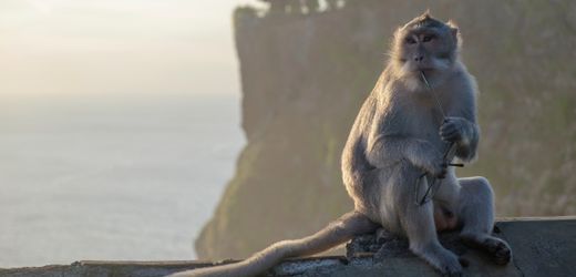 Verhaltensbiologie: Affen handeln mit Diebesgut und Elefanten unterscheiden Sprachen