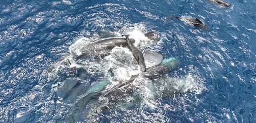 Pottwal erstmals bei der Geburt gefilmt – die ganze Gemeinschaft hilft dabei