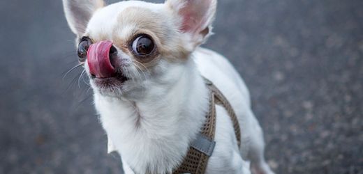 Nürnberg: Schwangere Frau stürzt bei Flucht vor Chihuahua – Halter haftet für Verletzungen