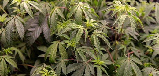 Medizin: Cannabislobby kapert Bundestag – als Patientenvertreter getarnt