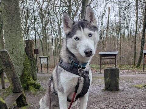 Tier der Woche aus Hilden: Liebenswerte Husky-Mix-Hündin sucht ein Zuhause